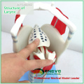 THROAT03(12507) Functional Larynx Model, 3 time Full Size Enlarge, Ear-Eye-Nose-Throat Models > Larynx Models